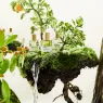 cedrat-tonic (5).webp
