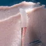 the_lip_polish_6_JUMRhYjdZP.webp
